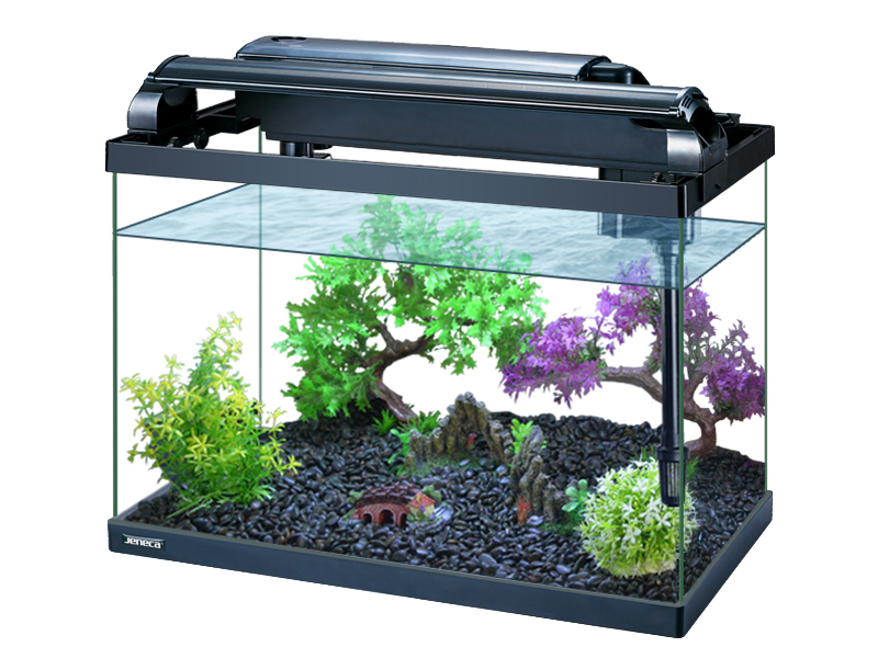 Aquariums fish tank